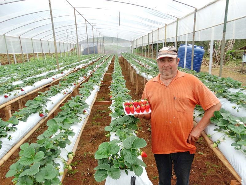 Família de Ipira colhe morangos semi-hidropônicos - Michel Teixeira