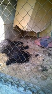 cachorro_1_5772b1e4701a9