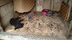 cachorro_2_5772b1deceadd