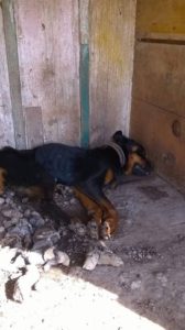 cachorro_5772b1e49d86d