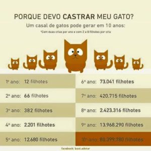 gato