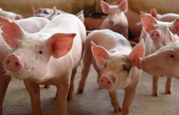Exportação de carne suína para Coreia do Sul deve começar em 2017