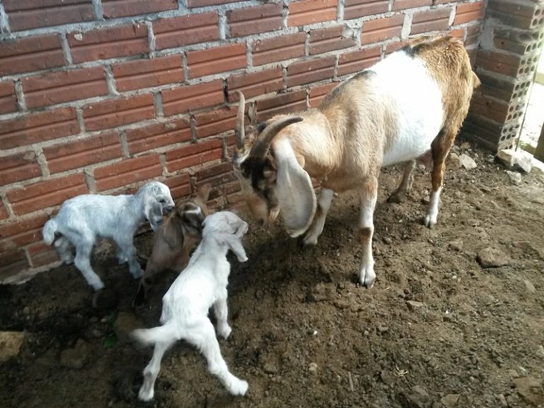 Cabrita dá à luz trigêmeos em propriedade do interior de Marcelino Ramos