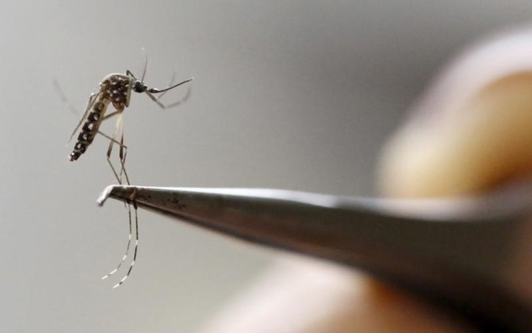 Mayaro: mais um vírus transmitido pelo Aedes aegypti que pode se espalhar