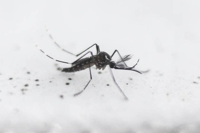Secretaria da Saúde alerta para criadouros do Aedes aegypti em cemitérios