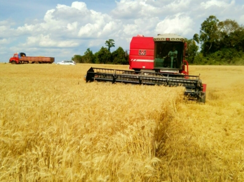 Produtores iniciam colheita de trigo na região de Zortéa