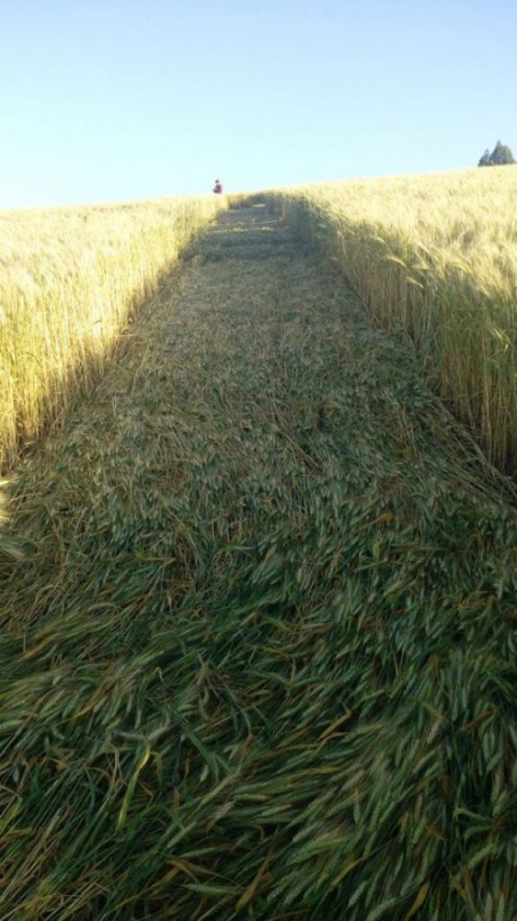 Ufólogo diz que marcas misteriosas em plantações de trigo são autênticas