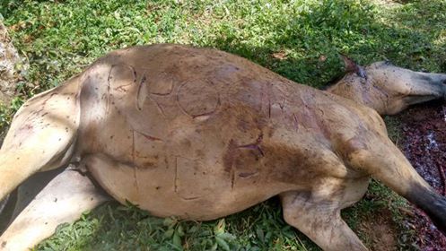 Barbárie: Égua é torturada e morta a pauladas em Catanduvas