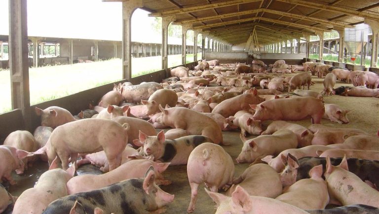 Reajuste no preço do suíno pago pelas agroindústrias de Santa Catarina