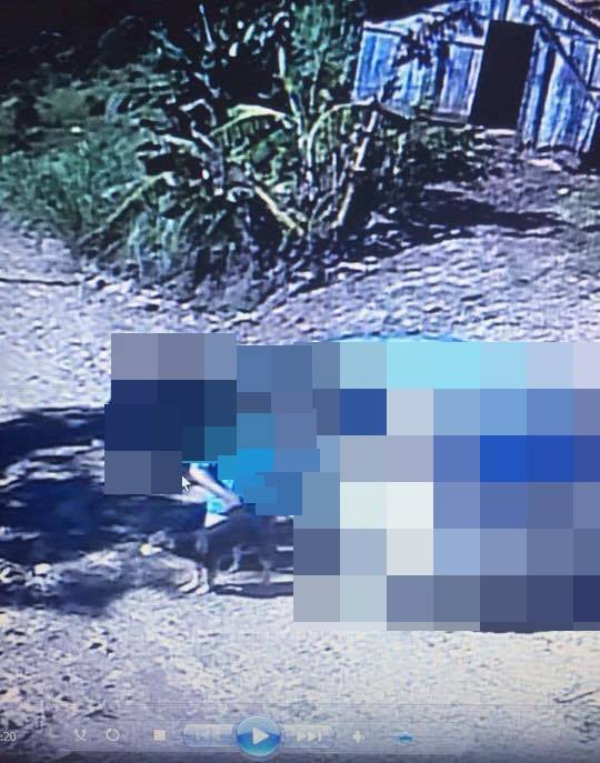 Câmeras flagram homem praticando sexo com cachorros no interior de Piratuba