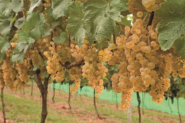 Vinícola de Água Doce ajuda a tornar o Estado referência nos vinhos de altitude
