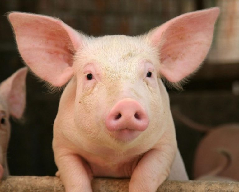 Faturamento das exportações catarinenses de carne suína cresce 57,5% em fevereiro