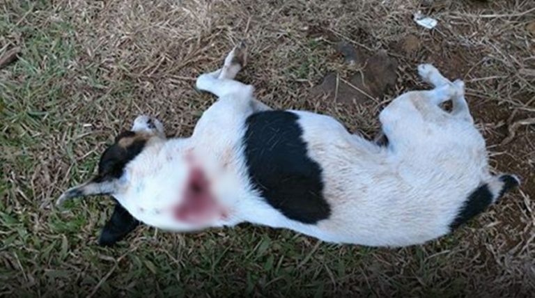 Cachorro é morto com um tiro no interior de Erval Velho