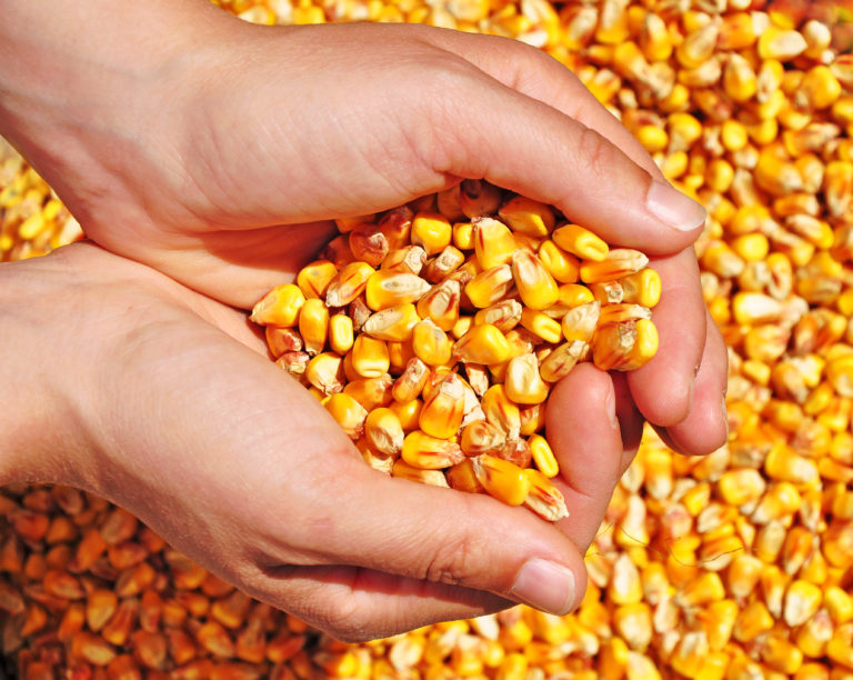 Santa Catarina amplia produção de milho em 10%