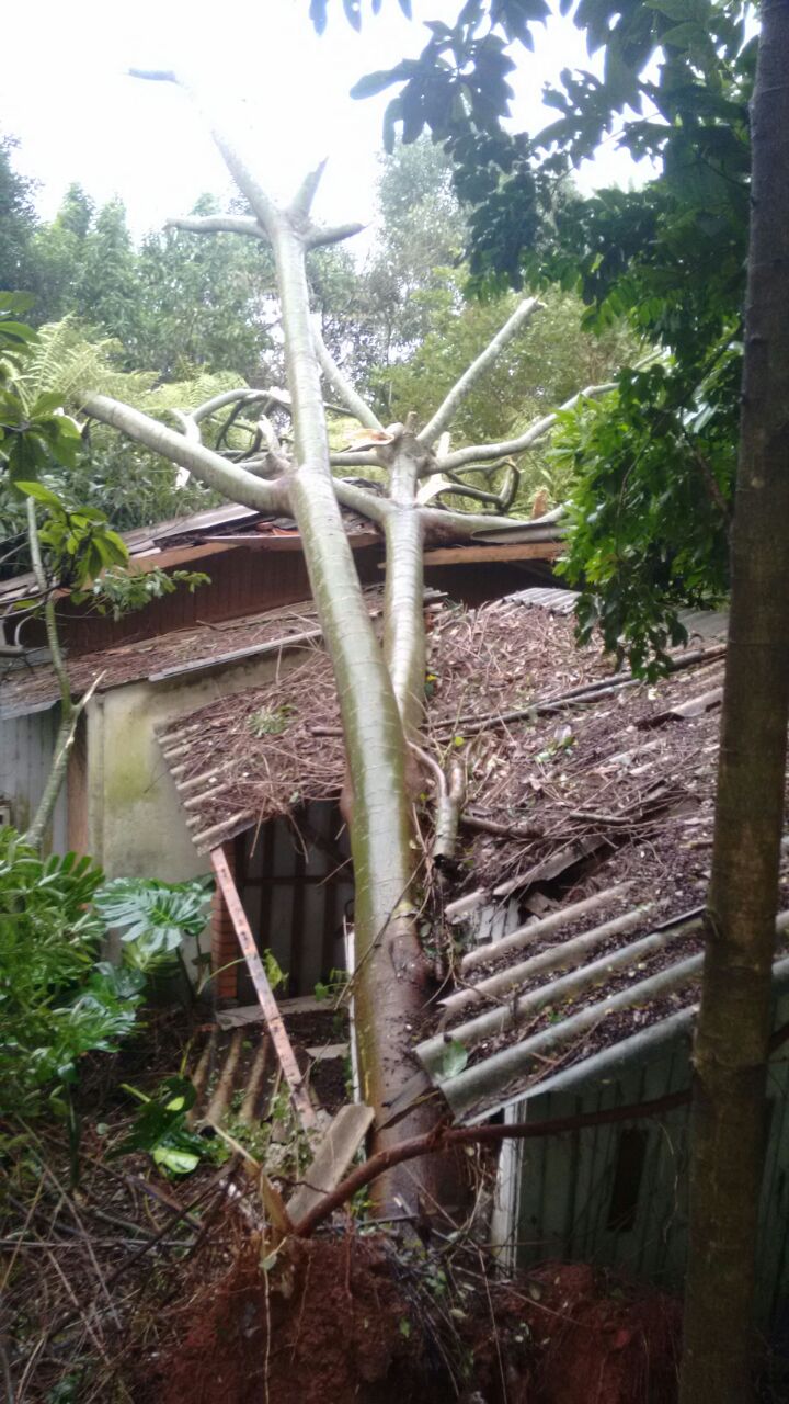 Casa é danificada após ser atingida por árvore de grande porte em Piratuba