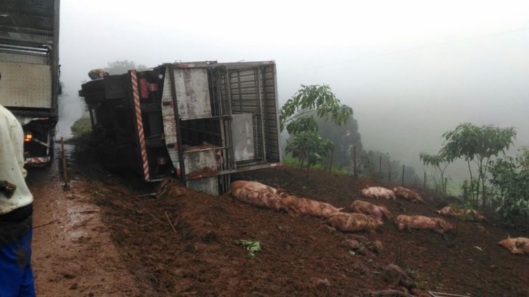Caminhão que levava suínos para a BRF em Campos Novos tomba no interior de Concórdia