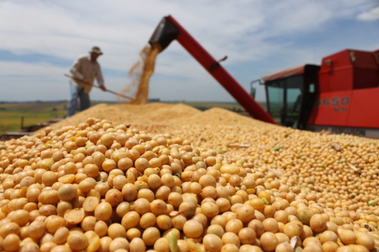 Santa Catarina tem produção recorde de soja; produção chegou a 2,4 milhões de toneladas
