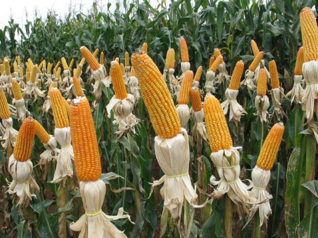 SC investe em tecnologia para produzir mais milho; região de Joaçaba se tornou a maior produtora