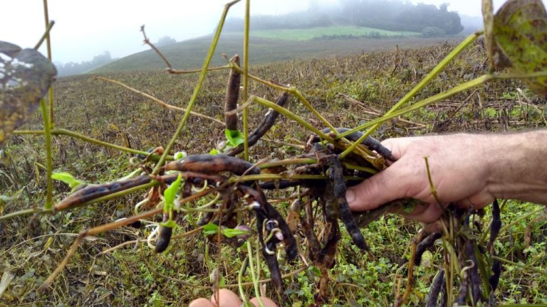 Perdas na agricultura devido ao excesso de chuvas podem chegar a R$ 20 milhões em Santa Catarina