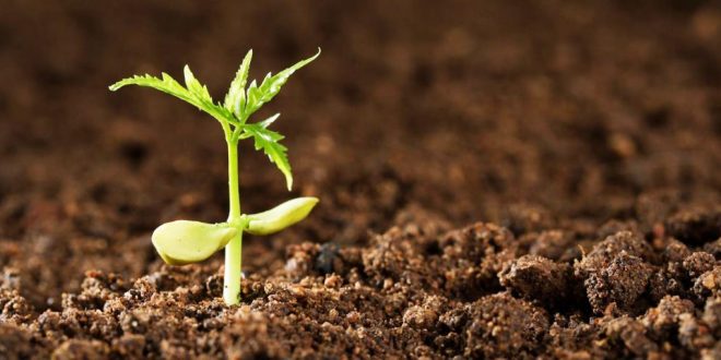 Programa Terra-Boa apoia a aquisição de sementes de milho de alta tecnologia