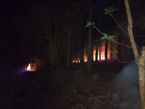 Incêndio em Irani destrói 7,5 mil metros quadrados de área de reflorestamento de pinus
