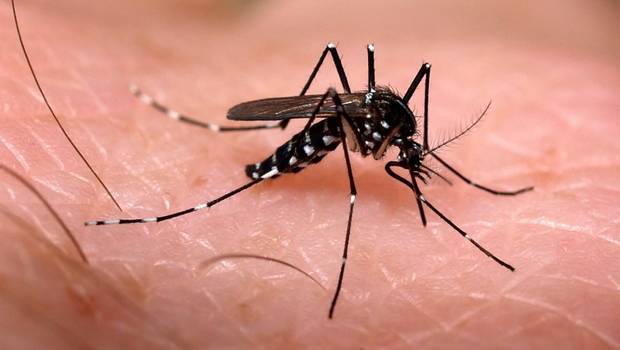Vigilância Epidemiológica de Piratuba identifica mais três focos do Aedes