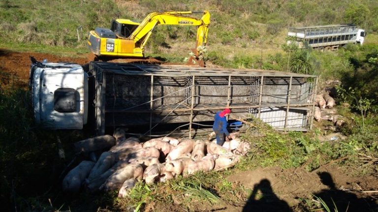 Caminhão porcadeiro tomba na BR-282 em Catanduvas