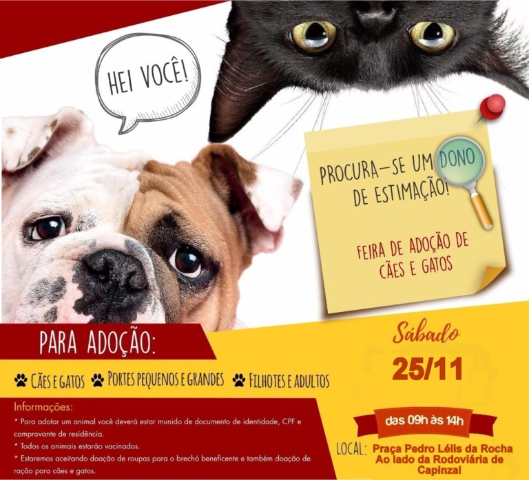 Quinta feira de adoção de cães e gatos da Ong Faunamiga será realizada no próximo sábado (25)