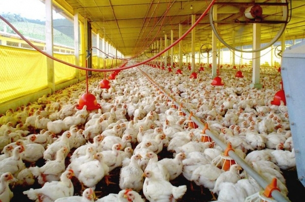 Embargo da União Europeia ao frango do Brasil ameaça 30 mil empregos, segundo a ABPA