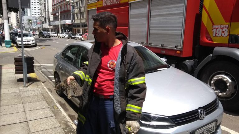Bombeiros resgatam gato que se escondeu dentro de veículo no centro de Joaçaba