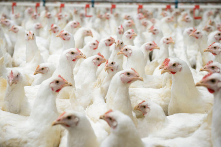 ACAV publica nota sobre a suspensão das exportações de aves