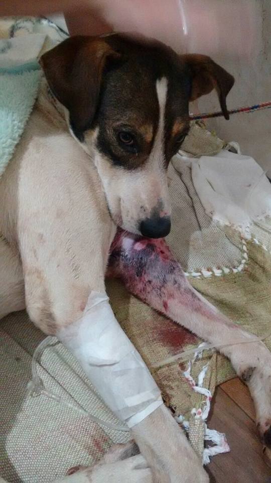 Cachorro com ferimentos é resgatado pela APAP e Polícia Militar em Ipira