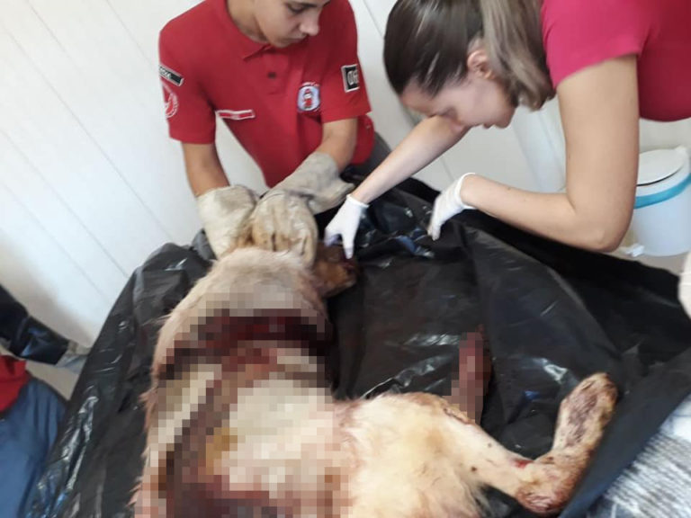 Caso de maus tratos a animal foi registrado em Concórdia neste domingo