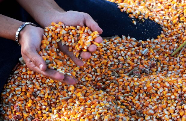 Argentinos querem parceria para produzir milho para Santa Catarina