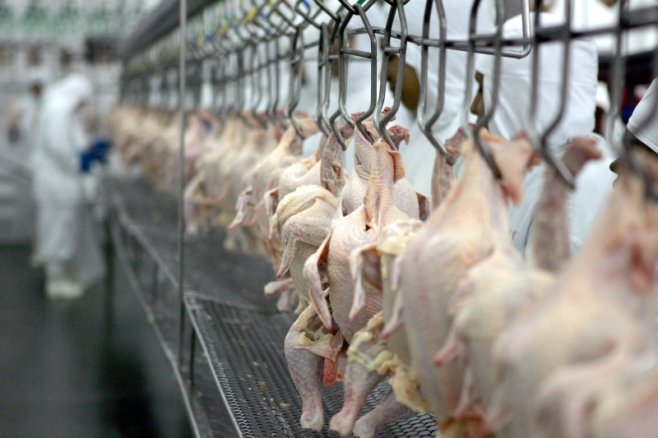 Santa Catarina amplia exportações de carne suína e de frango em setembro