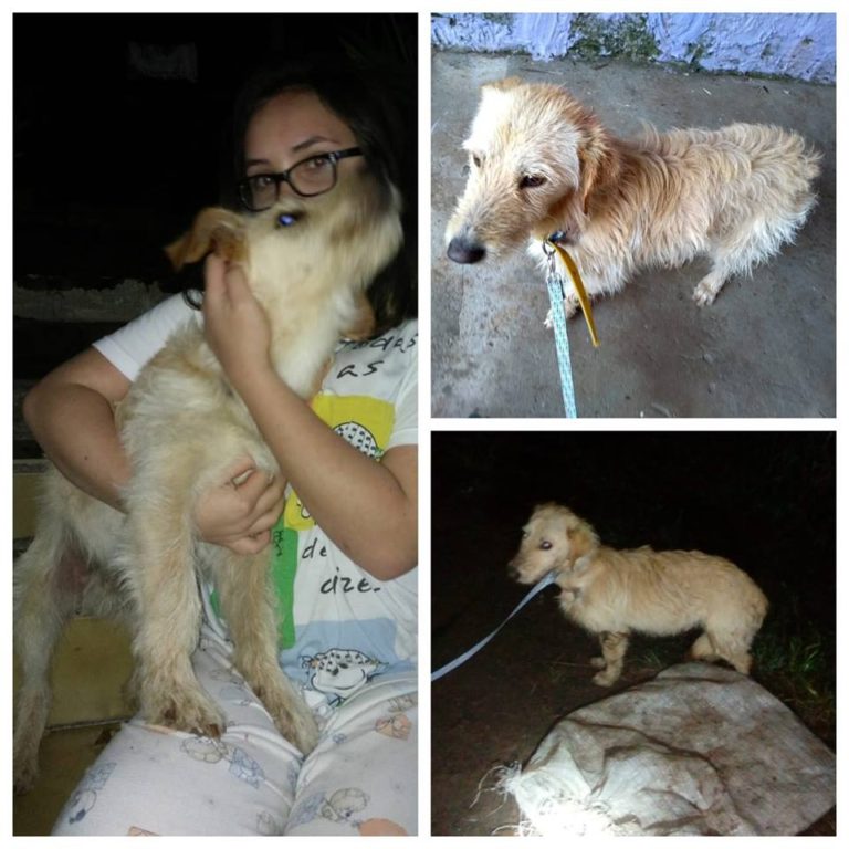 Cão abandonado preso em saco de ráfia no interior de Lacerdópolis é adotado