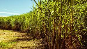 Reunião para tratar do cultivo da cana-de-açúcar acontece na próxima terça em Ouro