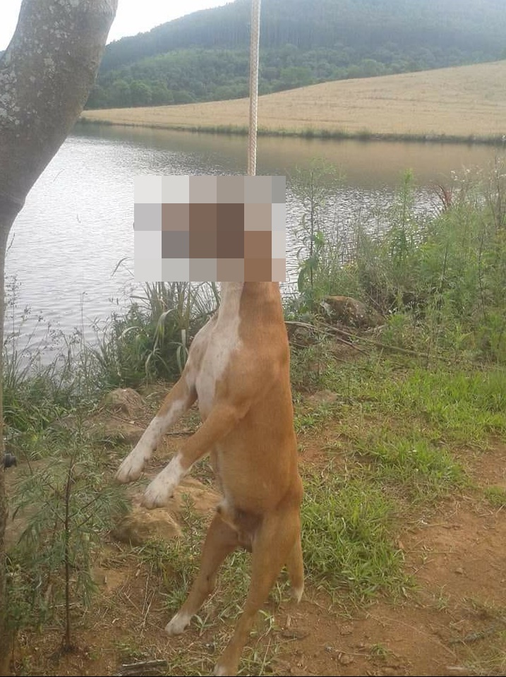 Polícia Militar Ambiental localiza suspeito de matar cachorro enforcado em Concórdia