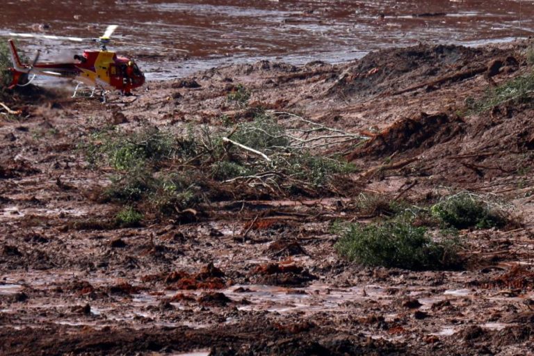 Sem possibilidade de serem resgatados, animais presos na lama em Brumadinho são executados