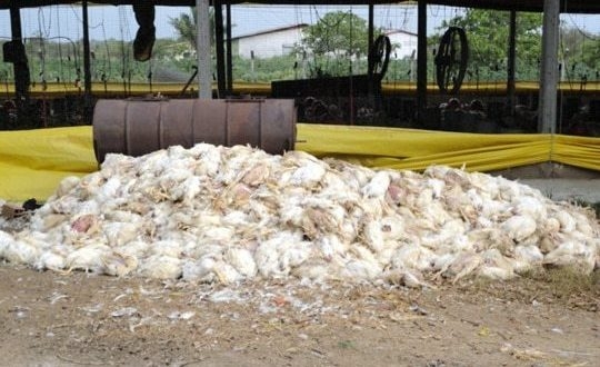 Altas temperaturas provocam a morte de dois mil frangos em Ipumirim, no Oeste