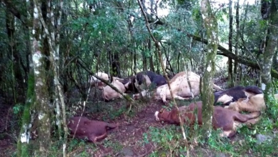 Raio mata 11 animais em propriedade rural de Videira