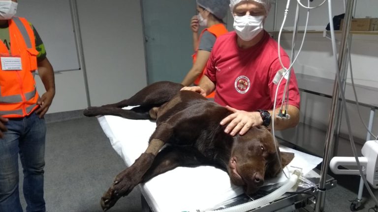 Labrador Iron se machuca em Brumadinho e retornará a Xanxerê