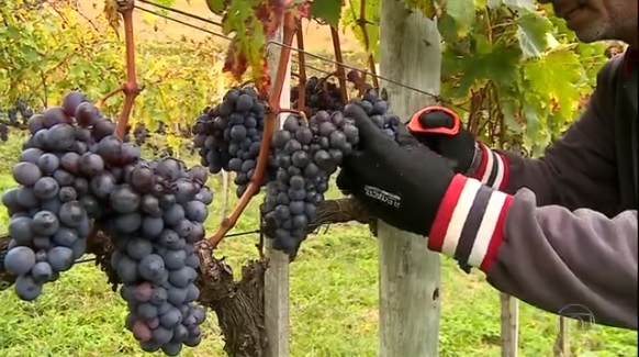 SC deve produzir mais de 1 milhão de garrafas de vinho em 2019