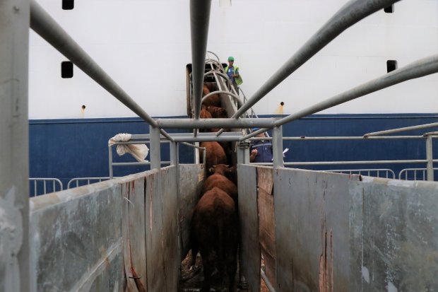 Porto de Imbituba realiza exportação recorde em número de cabeças de gado