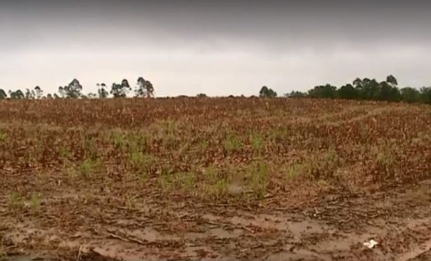 Chuvas causam prejuízos para produtores do Sul do estado