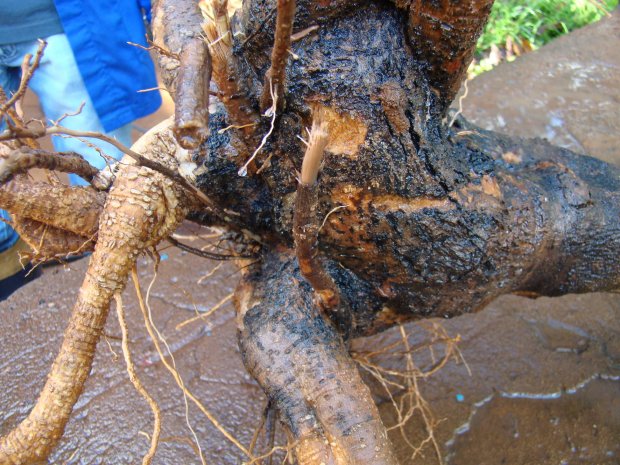 Pesquisadores da Epagri identificam pela primeira vez no Brasil fungo que ataca videiras e oliveiras