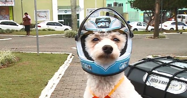 Com capacete, cão faz sucesso na Serra catarinense e na internet