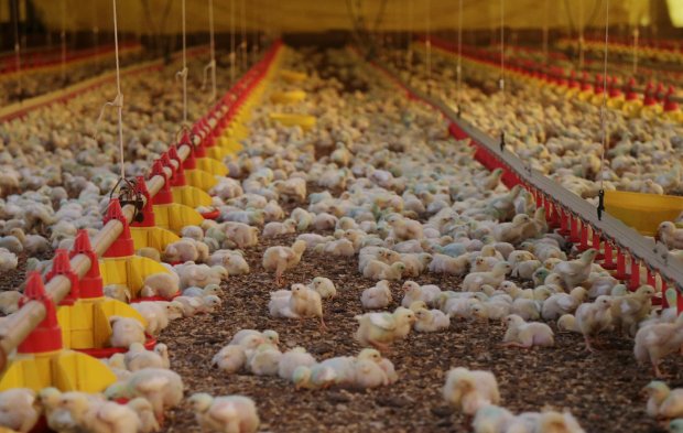 Arábia Saudita suspende importação de carne de frango de duas plantas da BRF