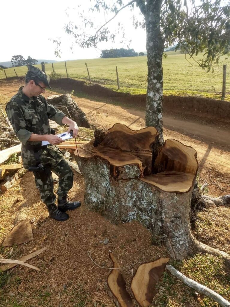 Polícia Militar Ambiental flagra desmatamento ilegal no Oeste