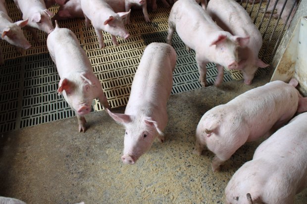 Em 10 meses, exportações catarinenses de carne suína superam o faturamento de 2018